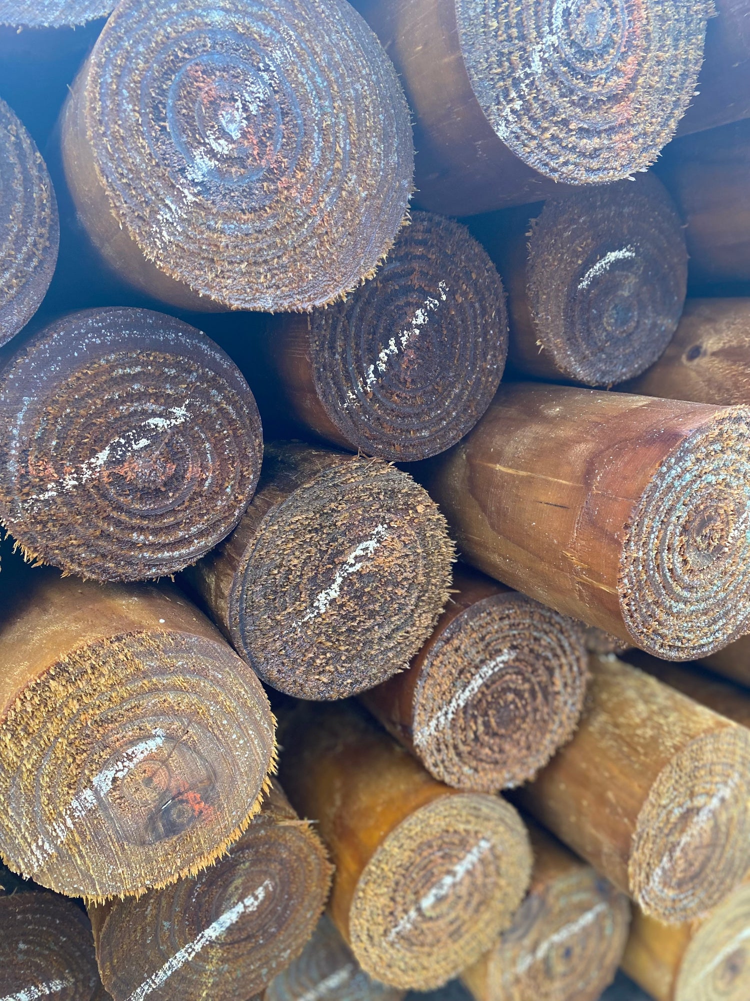 POLINES DESCORTEZADOS